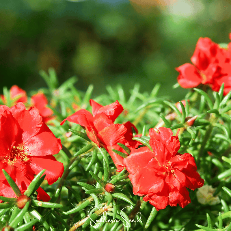 Load image into Gallery viewer, Red Moss Rose – 250 Seeds
