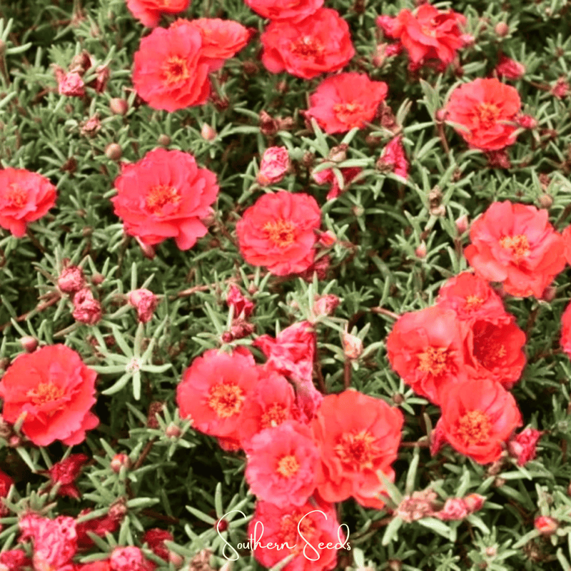 Load image into Gallery viewer, Red Moss Rose – 250 Seeds
