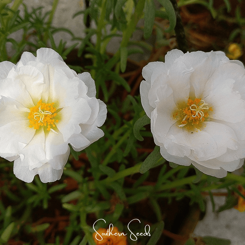 Load image into Gallery viewer, White Moss Rose – 250 Seeds
