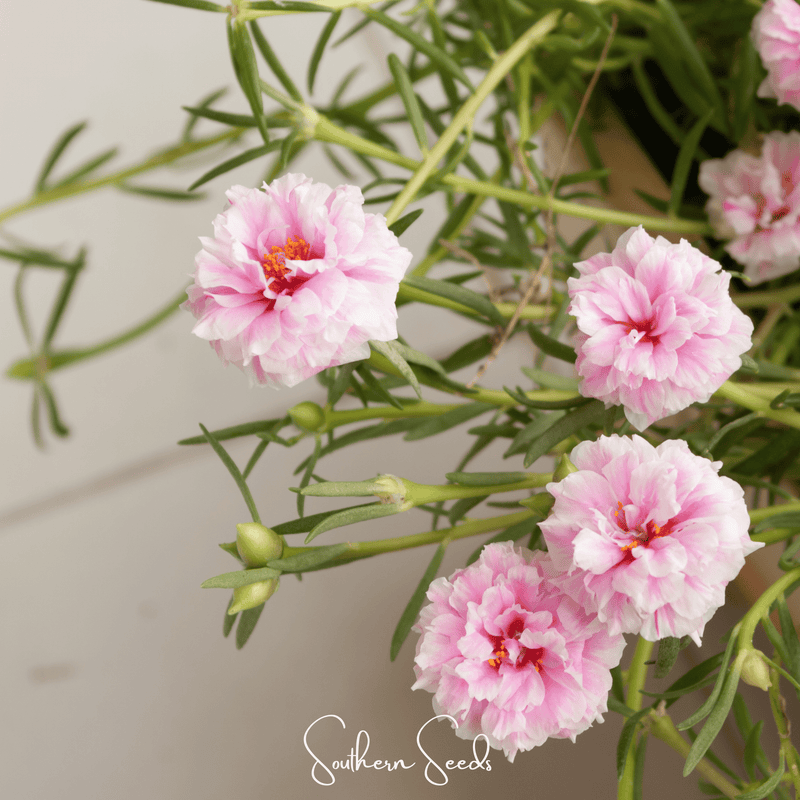 Load image into Gallery viewer, White Moss Rose – 250 Seeds
