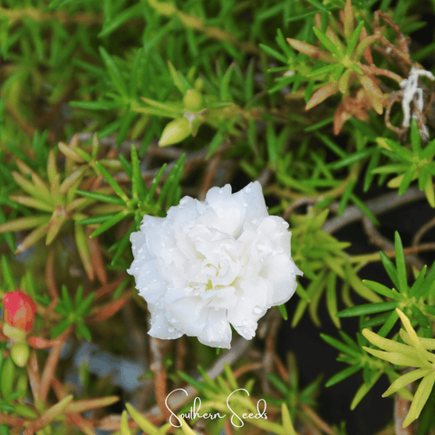 White Moss Rose – 250 Seeds, additional product view 2