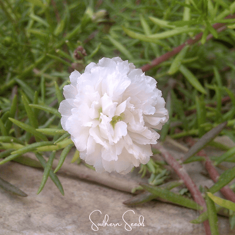 White Moss Rose 250 Seeds