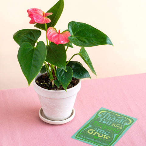 Pre-Potted Anthurium Pink White Terra Cotta
