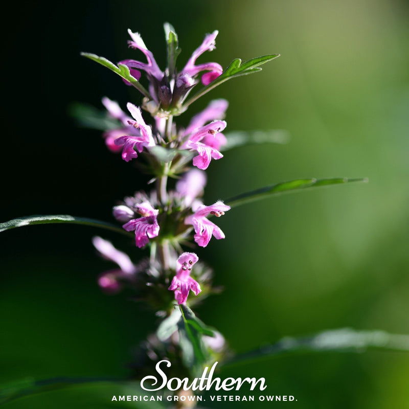 Load image into Gallery viewer, Motherwort – 50 Seeds
