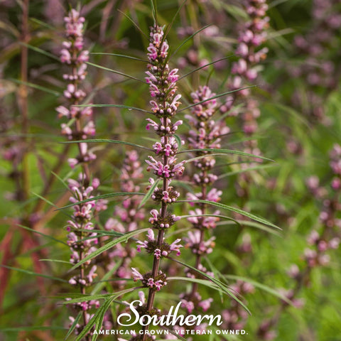 Motherwort – 50 Seeds, additional product view 2