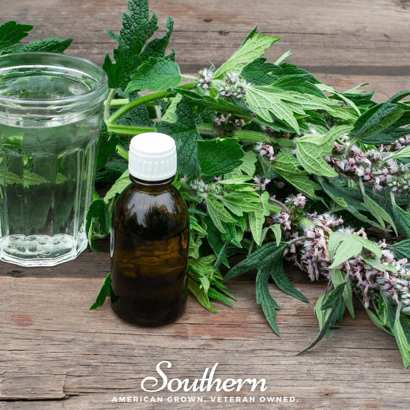Load image into Gallery viewer, Motherwort – 50 Seeds
