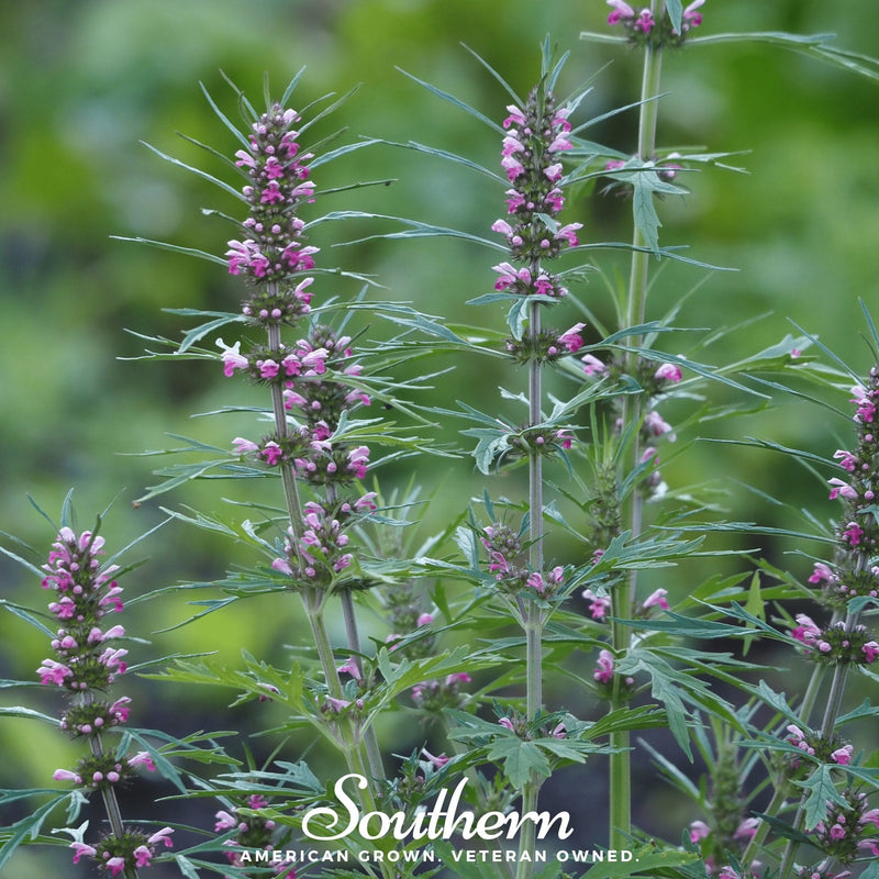 Load image into Gallery viewer, Motherwort – 50 Seeds
