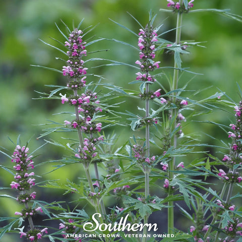 Motherwort seeds package, 50 count, GrowTime Garden Supply
