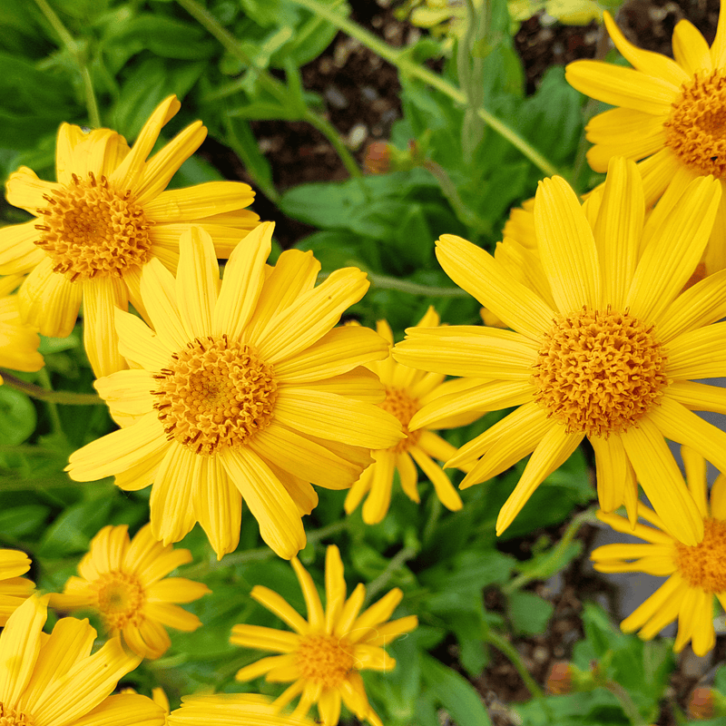 Load image into Gallery viewer, Mountain Arnica – 20 Seeds
