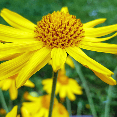 Mountain Arnica – 20 Seeds, additional product view 2