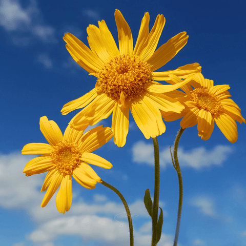Mountain Arnica seeds package, 20 count, GrowTime Garden Supply