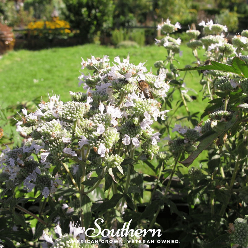 Load image into Gallery viewer, Mountain Mint – 100 Seeds

