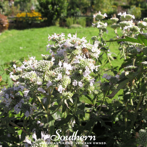 Mountain Mint seeds package, 100 count, GrowTime Garden Supply