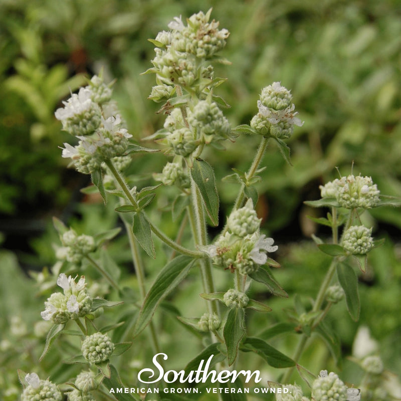 Load image into Gallery viewer, Mountain Mint – 100 Seeds
