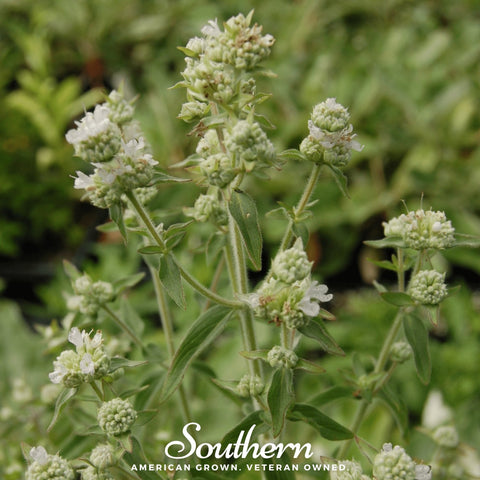 Mountain Mint – 100 Seeds, additional product view 2