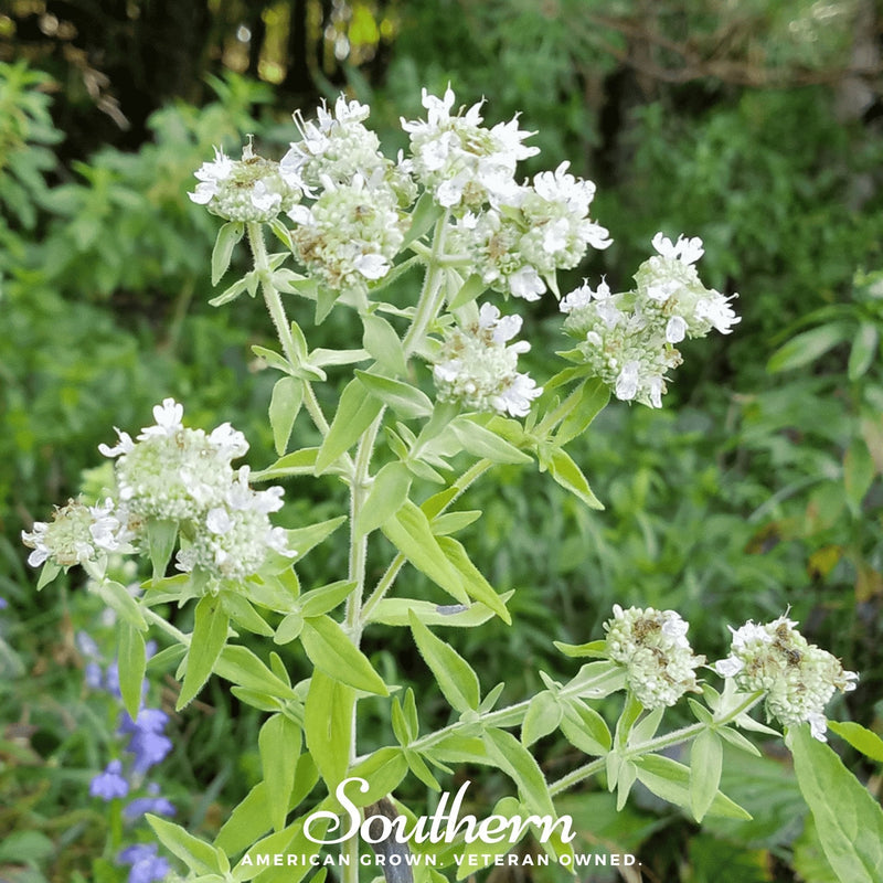 Load image into Gallery viewer, Mountain Mint – 100 Seeds
