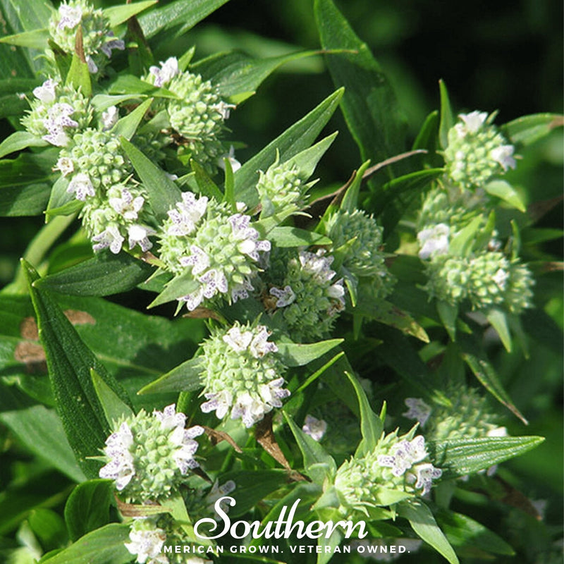 Load image into Gallery viewer, Mountain Mint – 100 Seeds
