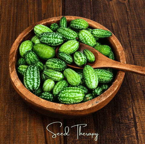Mouse Melon 10 Seeds