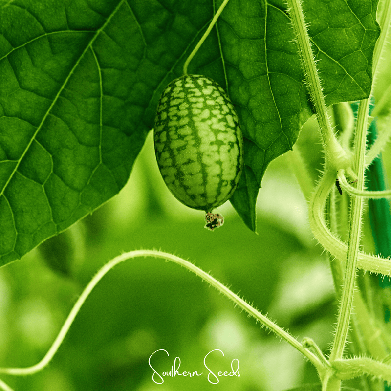 Load image into Gallery viewer, Mouse Melon – 10 Seeds
