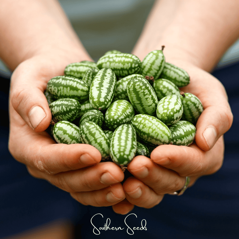 Load image into Gallery viewer, Mouse Melon – 10 Seeds
