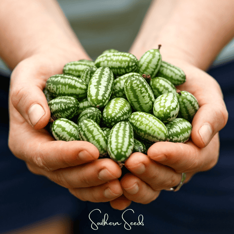 Mouse Melon – 10 Seeds, additional product view 2