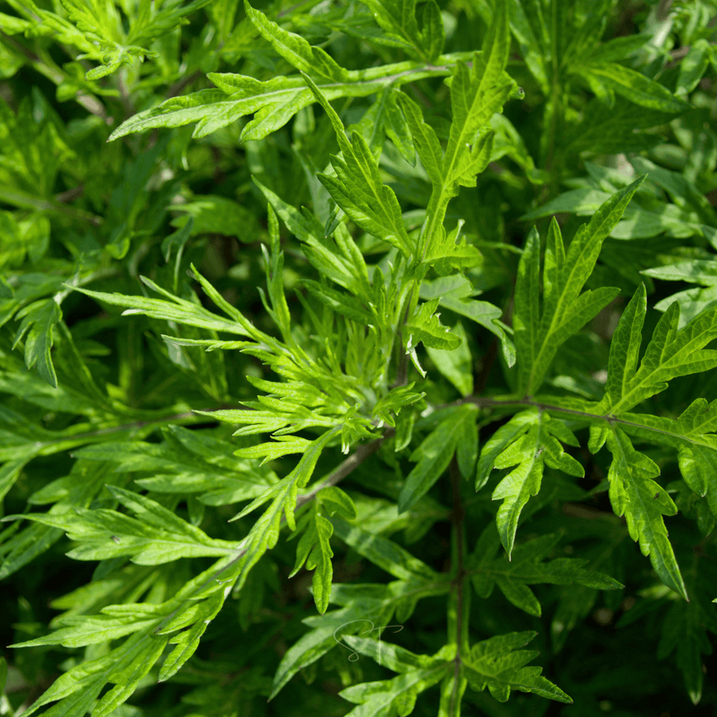 Load image into Gallery viewer, Mugwort – 200 Seeds
