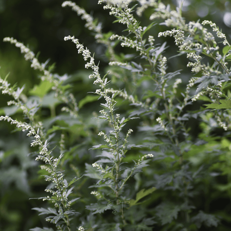 Load image into Gallery viewer, Mugwort – 200 Seeds
