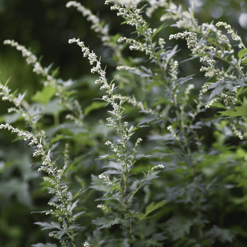 Mugwort – 200 Seeds, additional product view 2