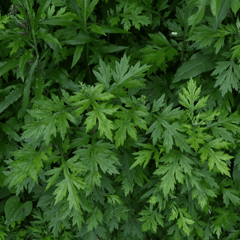 Load image into Gallery viewer, Mugwort – 200 Seeds
