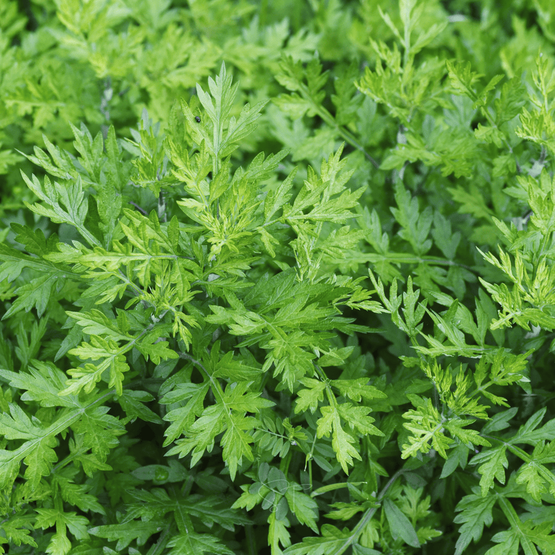 Load image into Gallery viewer, Mugwort – 200 Seeds

