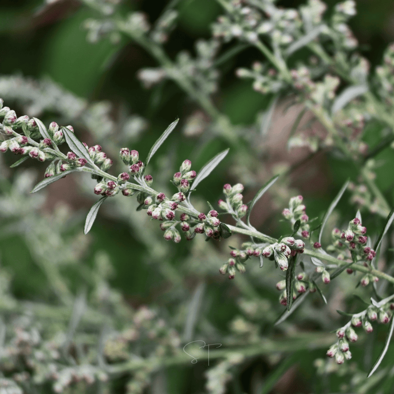 Load image into Gallery viewer, Mugwort – 200 Seeds
