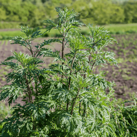 Mugwort seeds package, 200 count, GrowTime Garden Supply