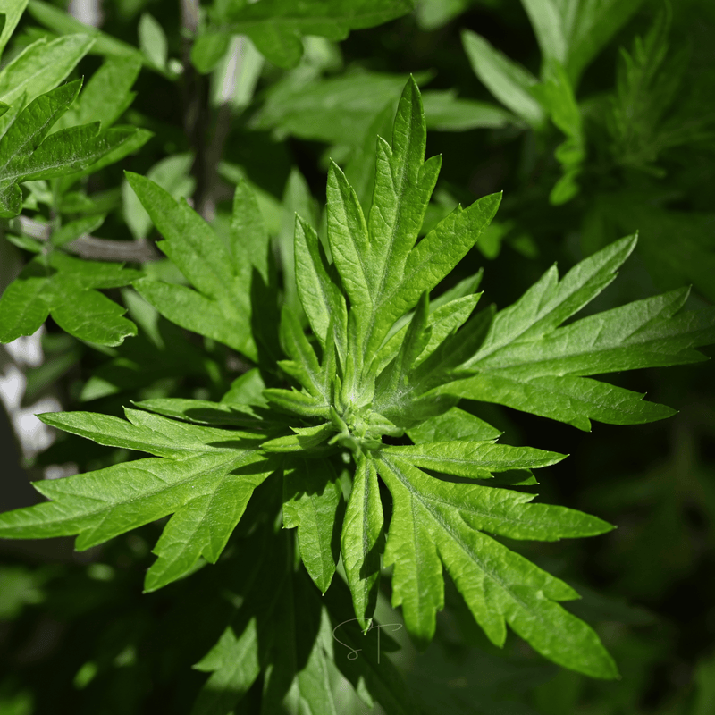 Load image into Gallery viewer, Mugwort – 200 Seeds
