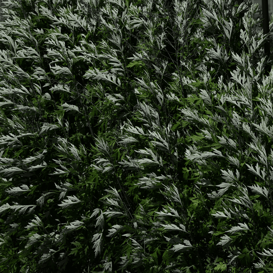 Mugwort – 200 Seeds