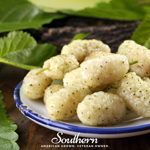White Mulberry – 50 Seeds, additional product view 2