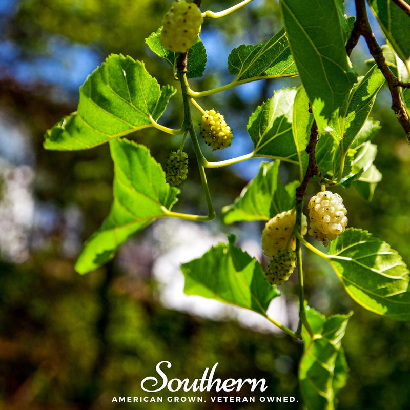 Load image into Gallery viewer, White Mulberry – 50 Seeds
