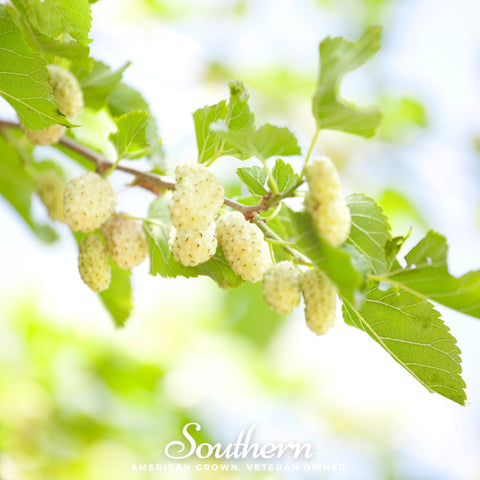 White Mulberry 50 Seeds