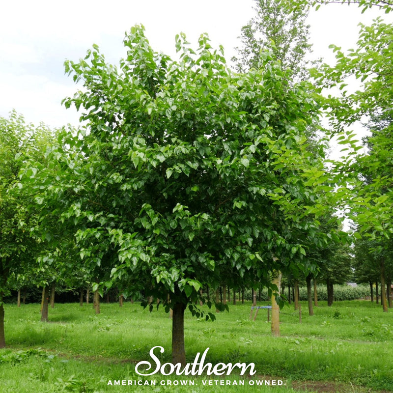 Load image into Gallery viewer, White Mulberry – 50 Seeds
