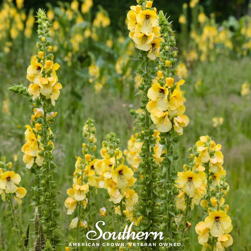 Load image into Gallery viewer, Mullein – 100 Seeds
