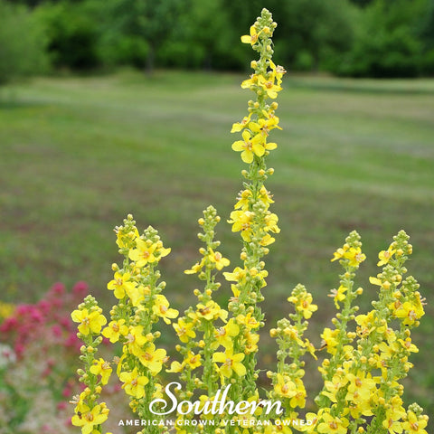 Mullein 100 Seeds