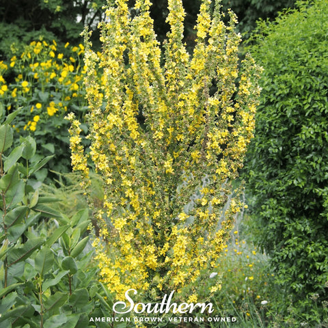 Greek Mullein – 100 Seeds, additional product view 2