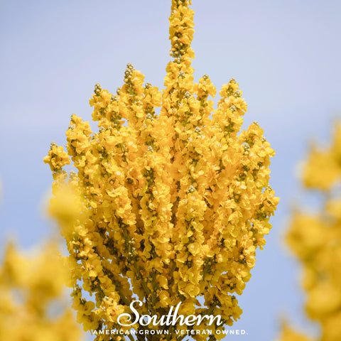 Greek Mullein 100 Seeds