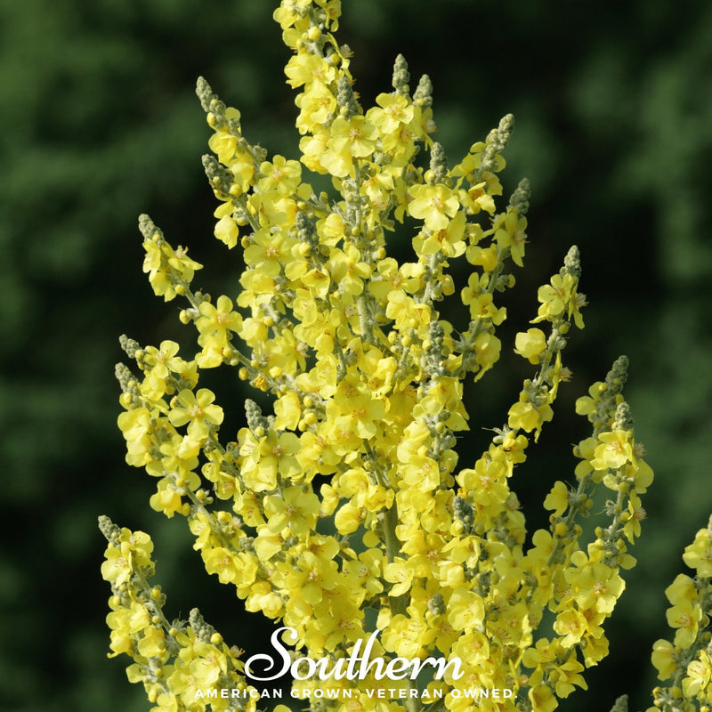 Load image into Gallery viewer, Greek Mullein – 100 Seeds
