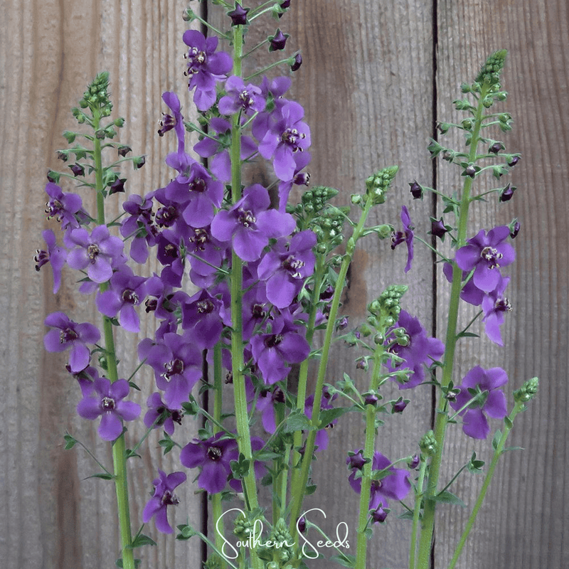 Load image into Gallery viewer, Purple Mullein – 50 Seeds
