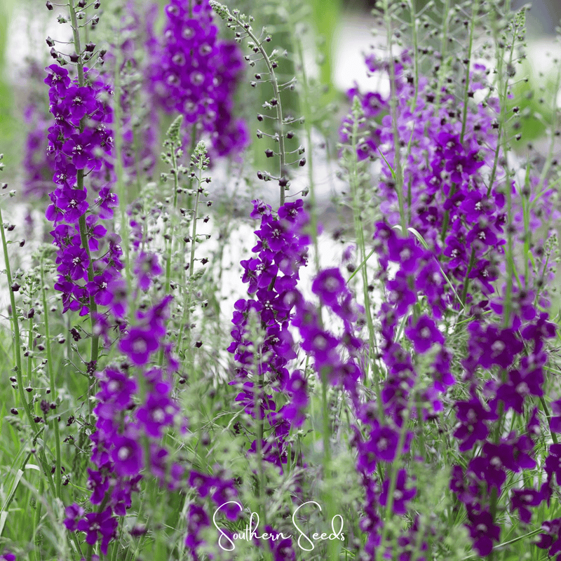 Load image into Gallery viewer, Purple Mullein – 50 Seeds
