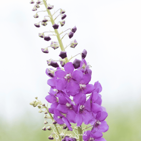 Purple Mullein – 50 Seeds, additional product view 2