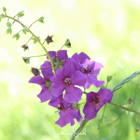 Purple Mullein 50 Seeds