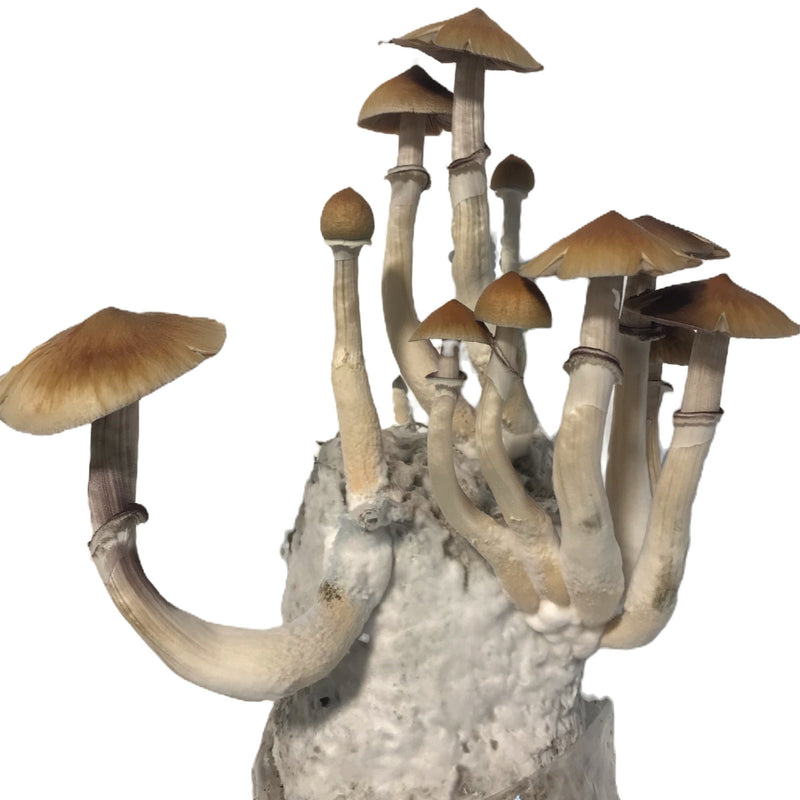 Load image into Gallery viewer, Mushroom Grow Kit - 4 Pack - All In One Mushroom Grow Bags
