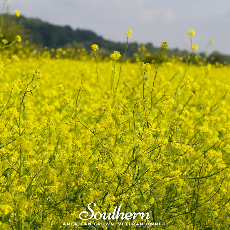 Load image into Gallery viewer, Black Mustard – 500 Seeds

