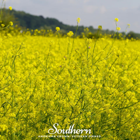 Black Mustard 500 Seeds